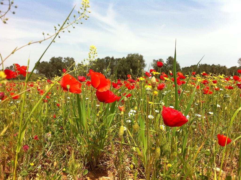 Agriturismo Mele Copertino